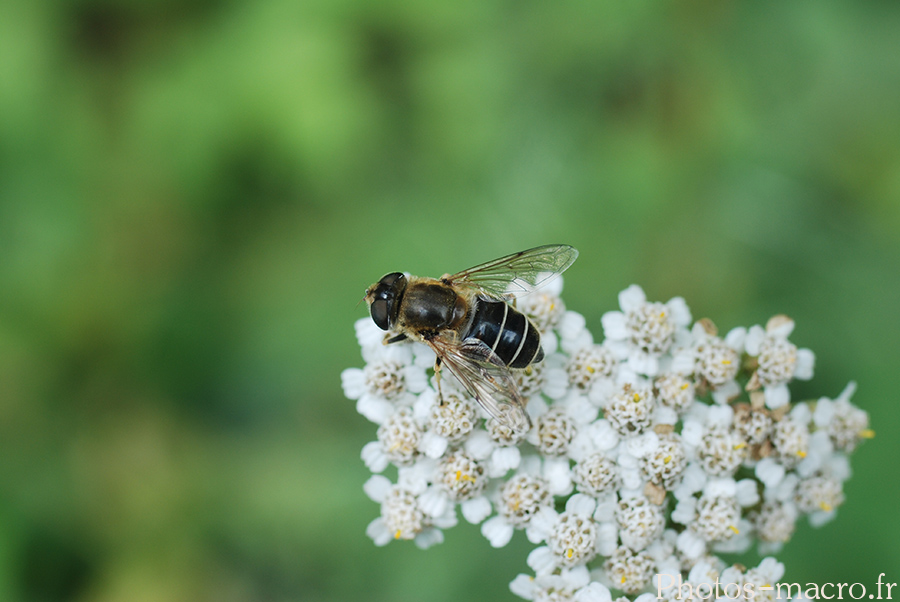 Eristalis arbustorum